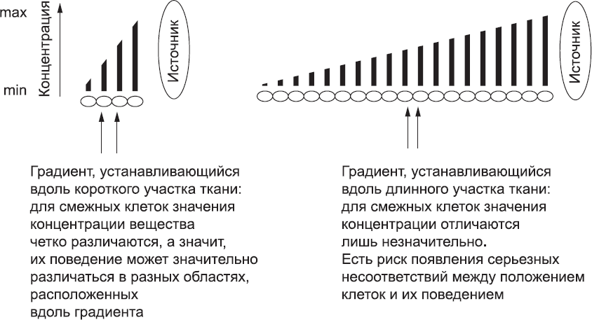 Онтогенез. От клетки до человека - _23.png