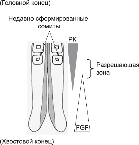 Онтогенез. От клетки до человека - _24.png