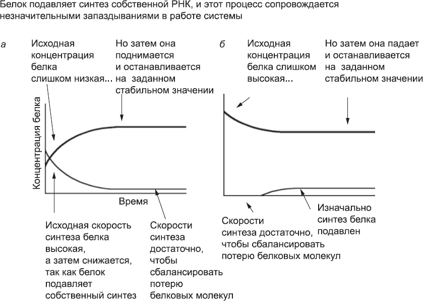 Онтогенез. От клетки до человека - _25.png