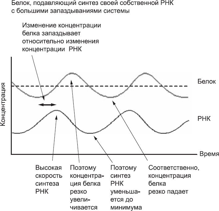 Онтогенез. От клетки до человека - _26.png