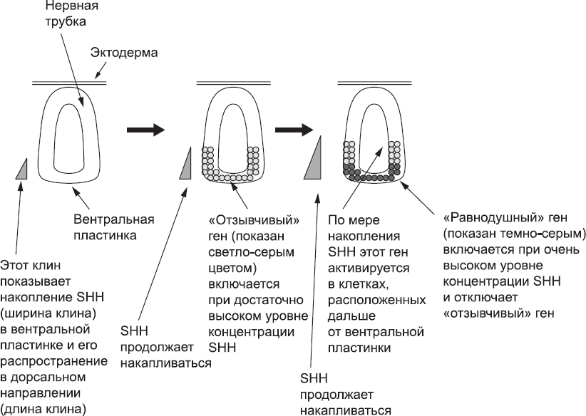 Онтогенез. От клетки до человека - _31.png