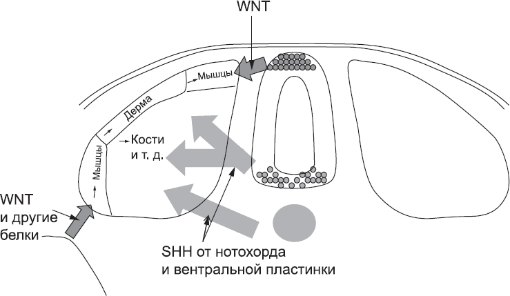 Онтогенез. От клетки до человека - _32.png