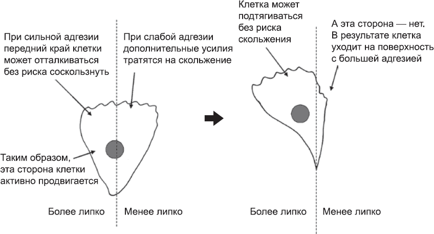 Онтогенез. От клетки до человека - _36.png