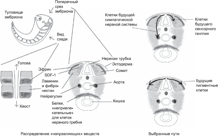 Онтогенез. От клетки до человека - _37.png