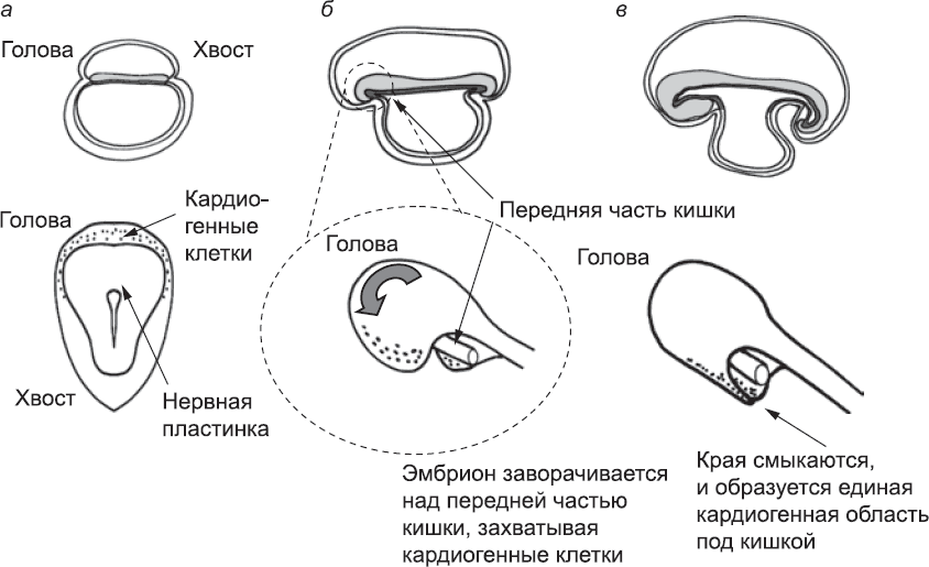 Онтогенез. От клетки до человека - _41.png