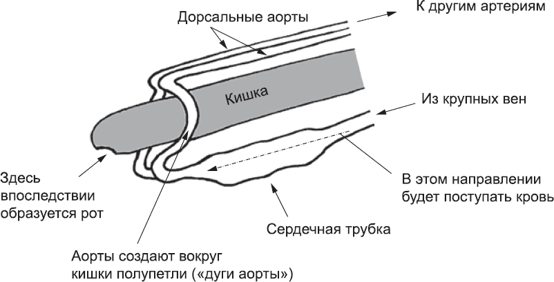 Онтогенез. От клетки до человека - _42.png