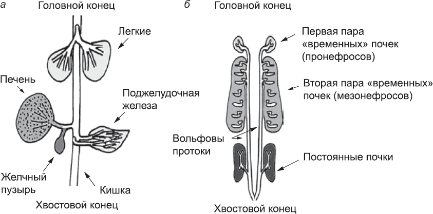 Онтогенез. От клетки до человека - _46.png