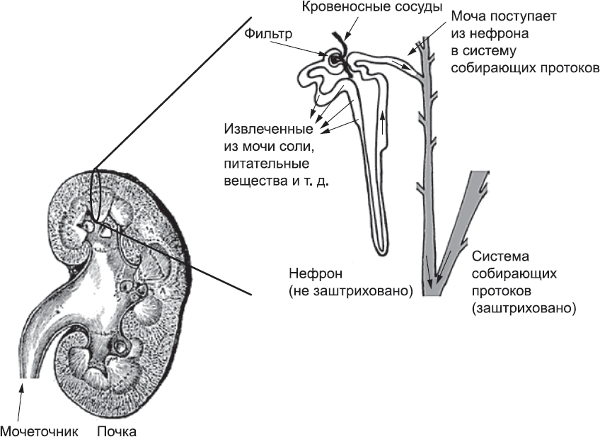 Онтогенез. От клетки до человека - _47.png