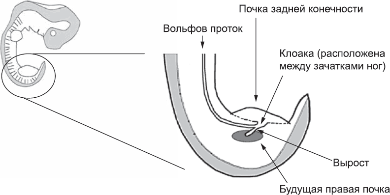 Онтогенез. От клетки до человека - _48.png