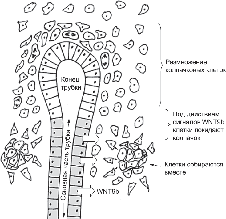 Онтогенез. От клетки до человека - _50.png