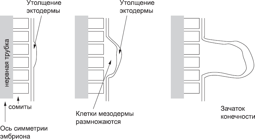 Онтогенез. От клетки до человека - _51.png