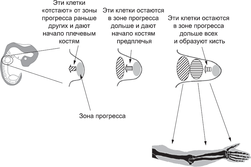 Онтогенез. От клетки до человека - _52.png