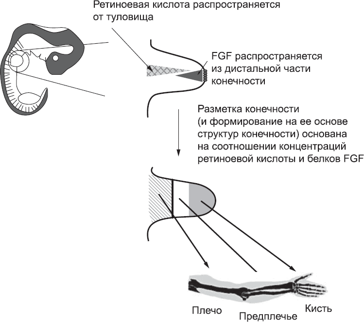 Онтогенез. От клетки до человека - _53.png