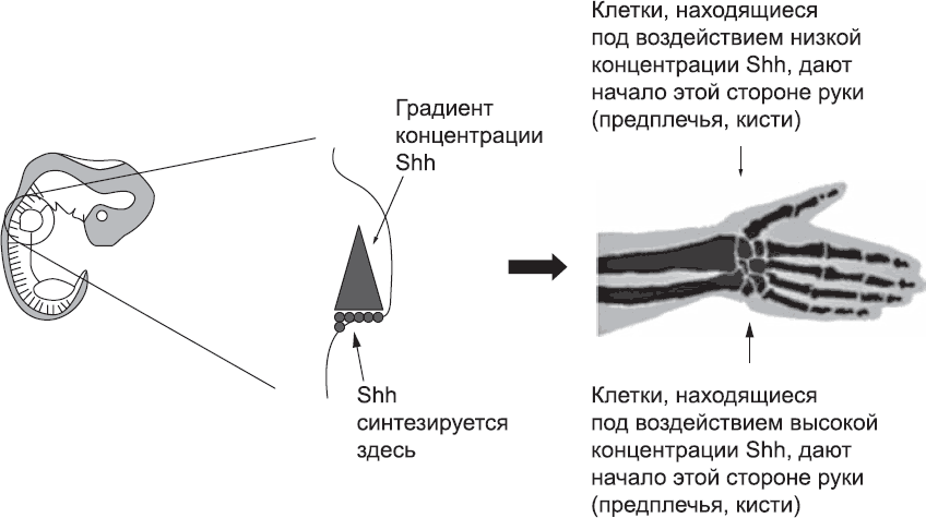 Онтогенез. От клетки до человека - _54.png