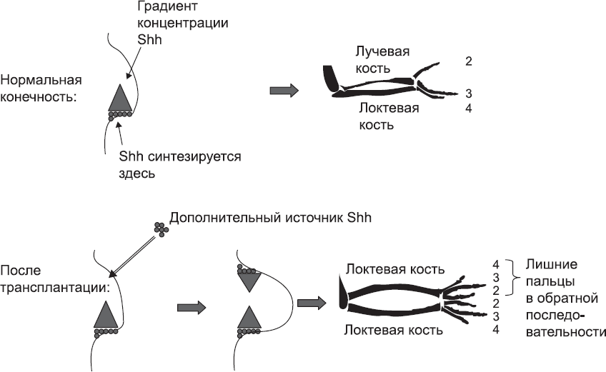 Онтогенез. От клетки до человека - _55.png