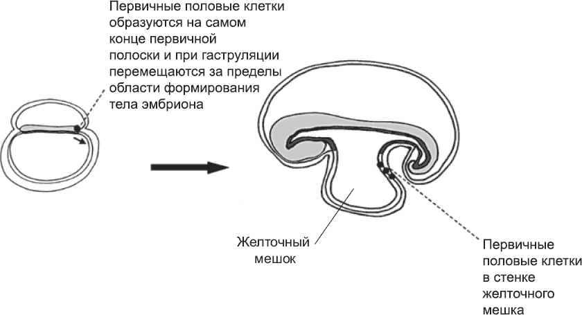 Онтогенез. От клетки до человека - _56.png