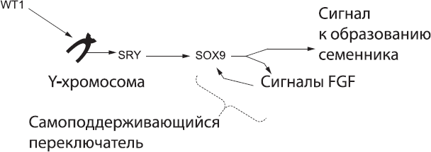 Онтогенез. От клетки до человека - _57.png