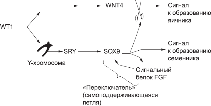 Онтогенез. От клетки до человека - _59.png