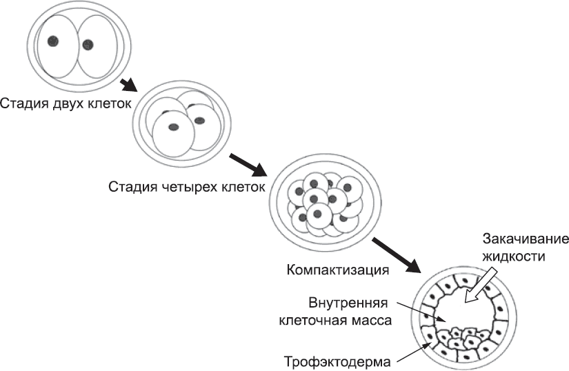 Онтогенез. От клетки до человека - _6.png