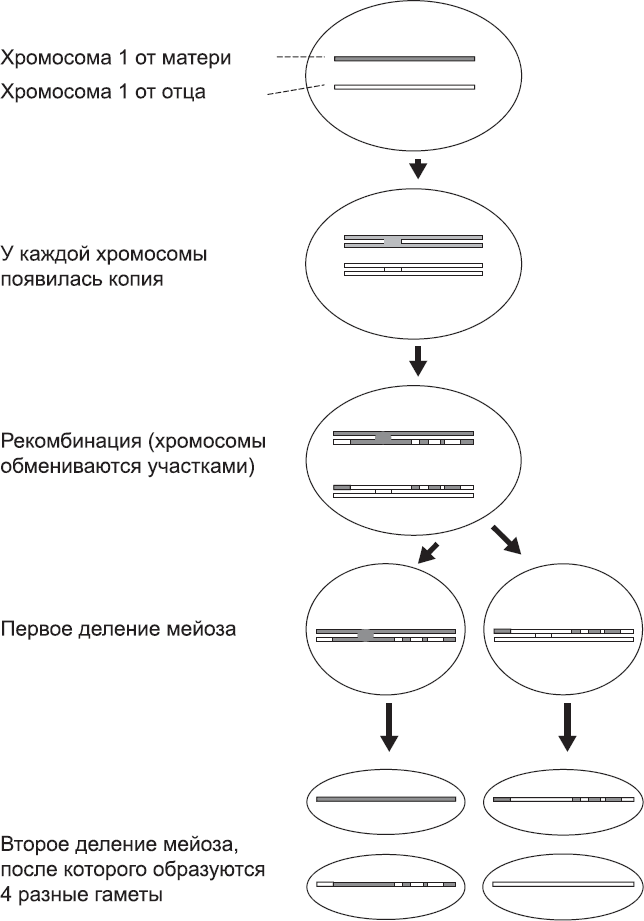 Онтогенез. От клетки до человека - _60.png