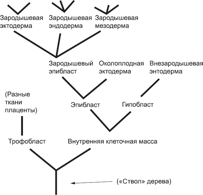 Онтогенез. От клетки до человека - _7.png