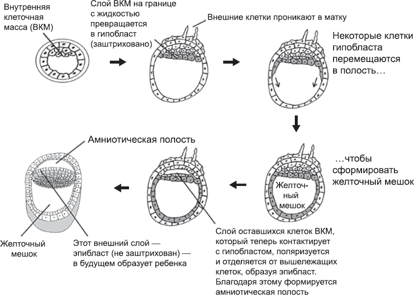 Онтогенез. От клетки до человека - _8.png