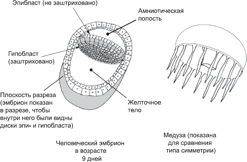 Онтогенез. От клетки до человека - _9.png