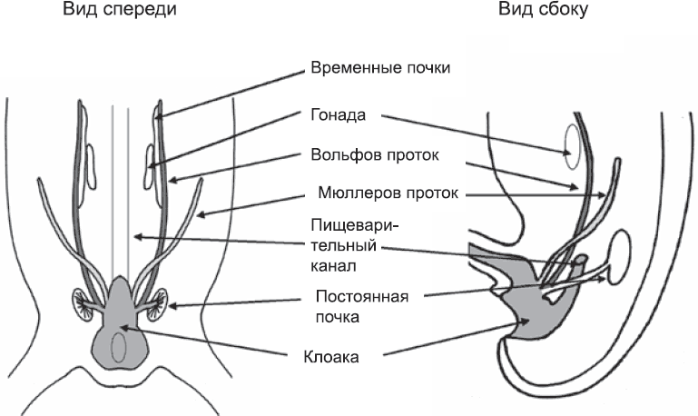 Онтогенез. От клетки до человека - _61.png