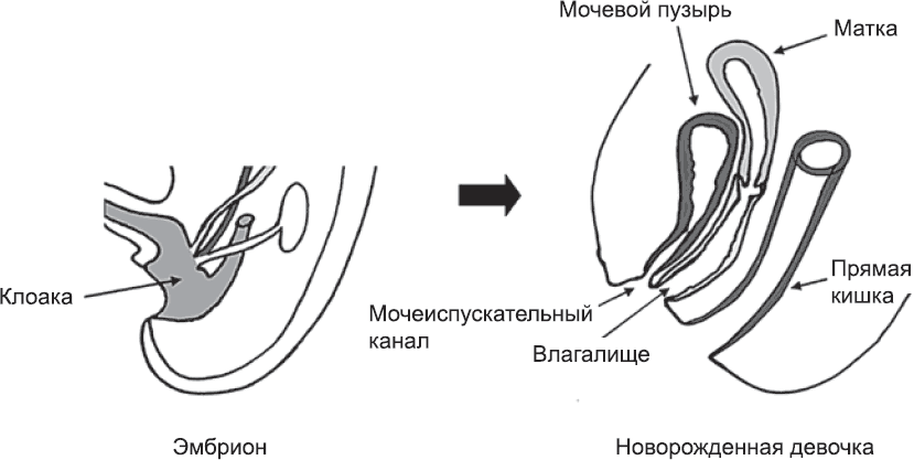 Онтогенез. От клетки до человека - _62.png