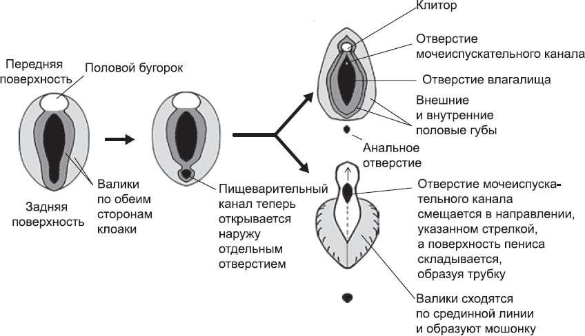 Онтогенез. От клетки до человека - _63.png