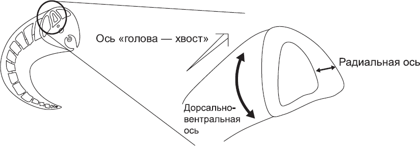 Онтогенез. От клетки до человека - _64.png