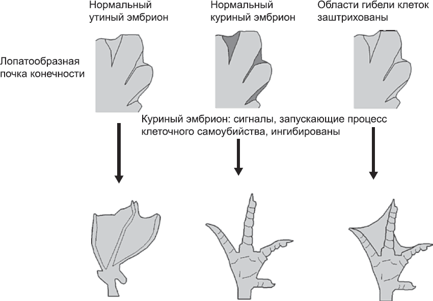 Онтогенез. От клетки до человека - _70.png