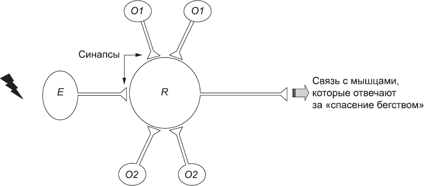 Онтогенез. От клетки до человека - _72.png