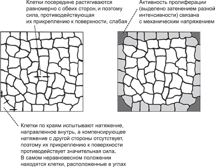 Онтогенез. От клетки до человека - _77.png