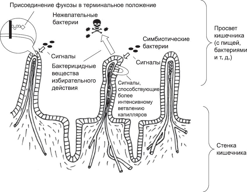 Онтогенез. От клетки до человека - _78.png