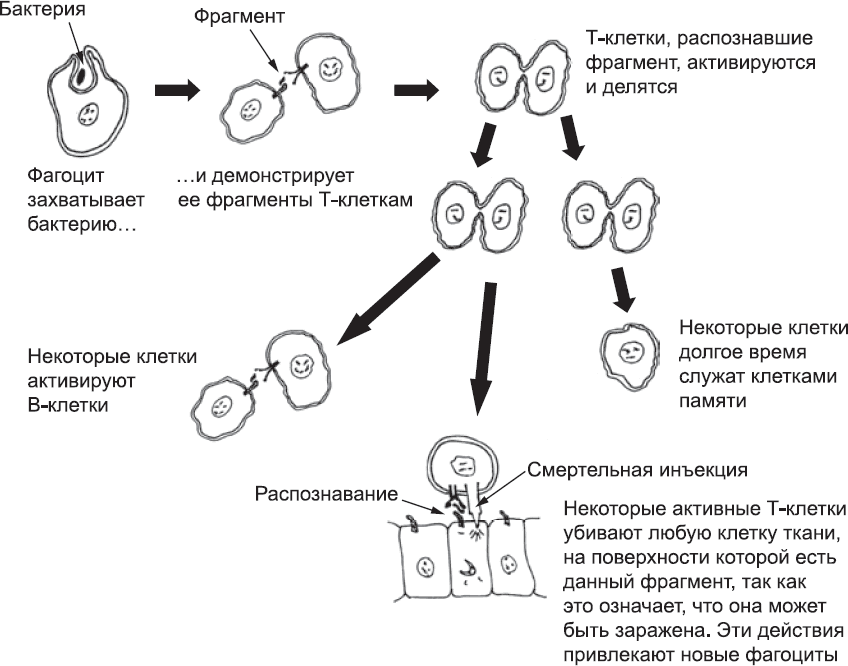 Онтогенез. От клетки до человека - _79.png