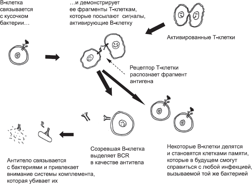 Онтогенез. От клетки до человека - _80.png