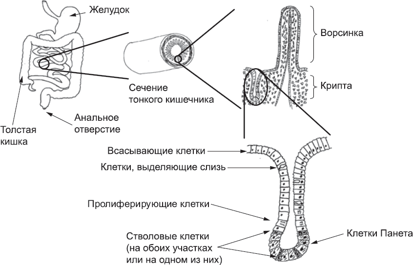 Онтогенез. От клетки до человека - _81.png