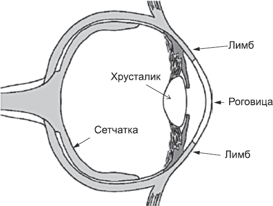 Онтогенез. От клетки до человека - _82.png