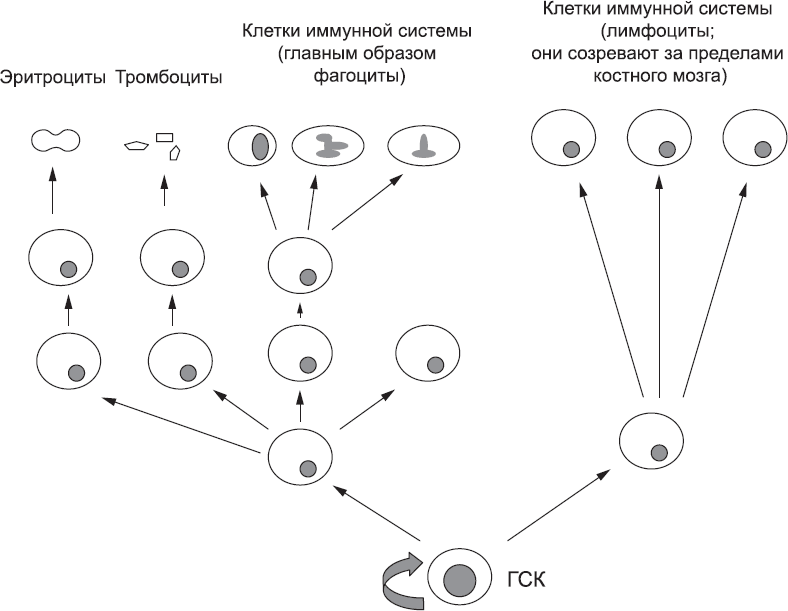 Онтогенез. От клетки до человека - _84.png