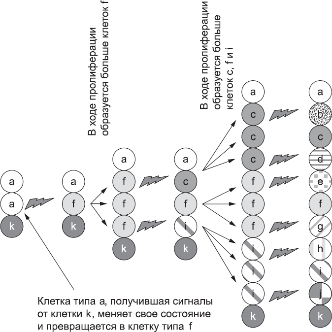 Онтогенез. От клетки до человека - _86.png