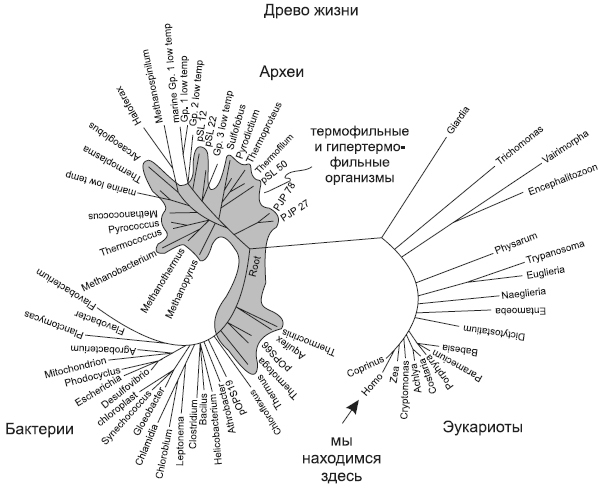 Новая история происхождения жизни на Земле - i_005.jpg