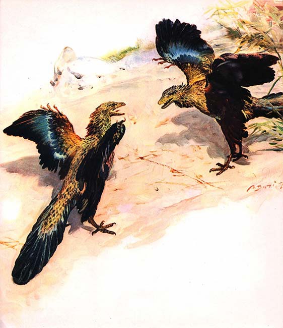 Летающие ящеры и древние птицы - _34.jpg