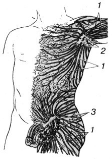 Лечебная гимнастика при нарушении осанки у детей - doc2fb_image_02000004.jpg