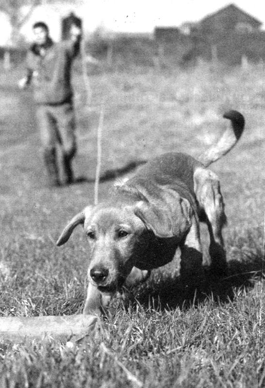 Абсолютное послушание - i_020.jpg