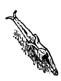 Волшебный двурог - wd_76.png