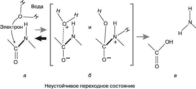 Жизнь на грани. Ваша первая книга о квантовой биологии - i_005.jpg