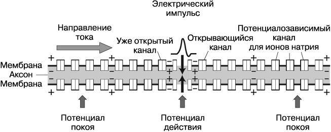 Жизнь на грани. Ваша первая книга о квантовой биологии - i_028.jpg