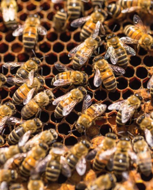 Мед и все продукты пчеловодства. Как выбрать и как хранить - i_008.jpg