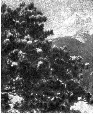 По следам снежного человека - i_031.jpg